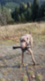 A dog with a stick in its mouth stands on a grassy path in front of dense pine trees under a clear sky, creating a playful outdoor vibe.