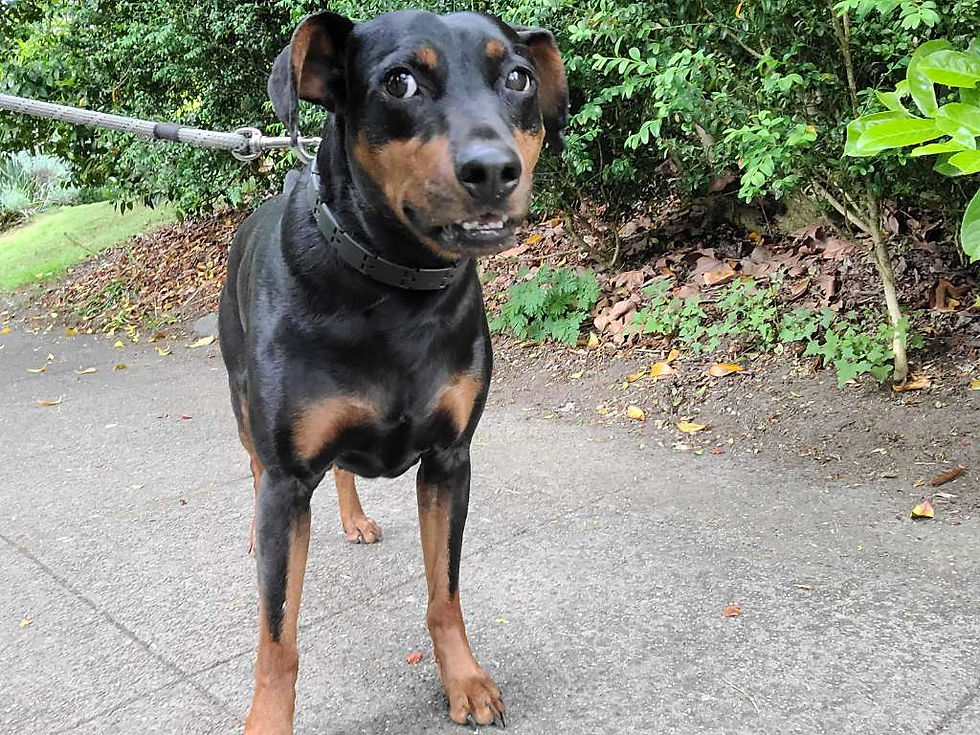 dog walker, dog walking, madrona, slu, capitol hill, city dog