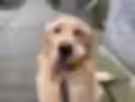 golden retriever finds tennis ball on walk with his walker. he loves it and walks with it while exploring through volunteer park.