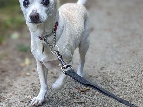 Dog Walking Rocco