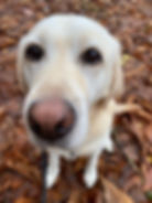 A curious Labrador with a light coat stares at the camera, surrounded by brown autumn leaves on the ground, creating a cozy fall scene.