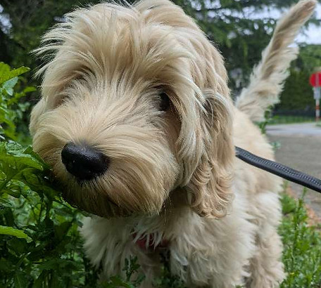 dog walker near arboretum