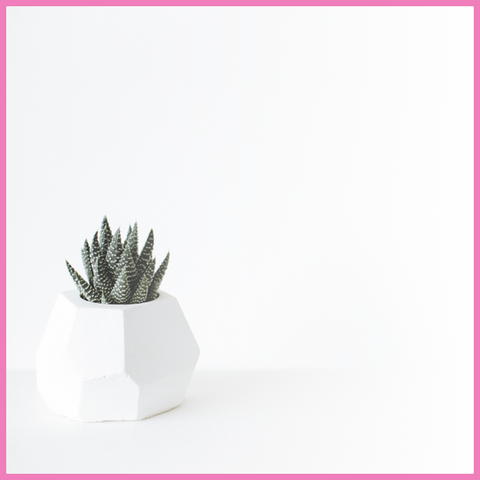 Phot of a plant in the psychotherapist office