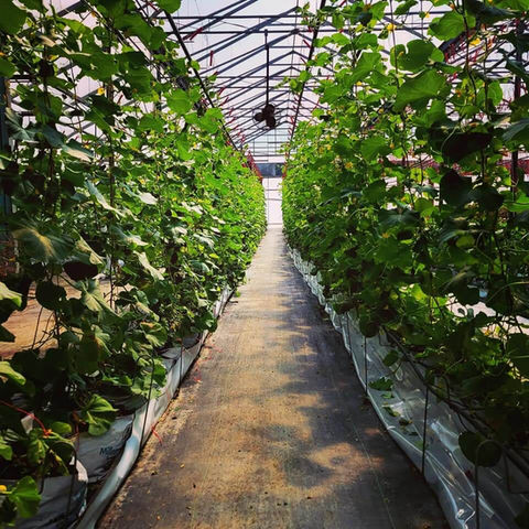 Fisherville's greenhouse