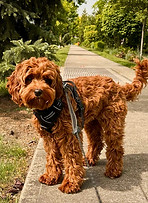 Cavapoo Coat Type