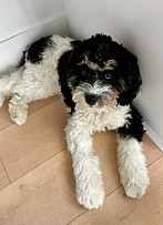 Cavapoo Coat Type