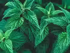 Stinging Nettle.avif