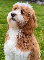 Cavapoo Coat Type