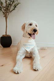 Brittany’s dog in a calm everyday moment