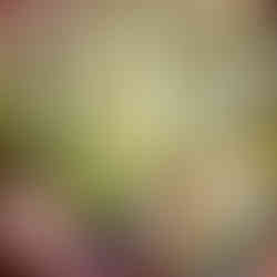 packaged lettuce ready to go to customers.