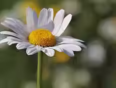 Chamomile.avif
