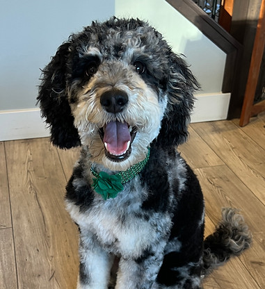 Cavapoo mom