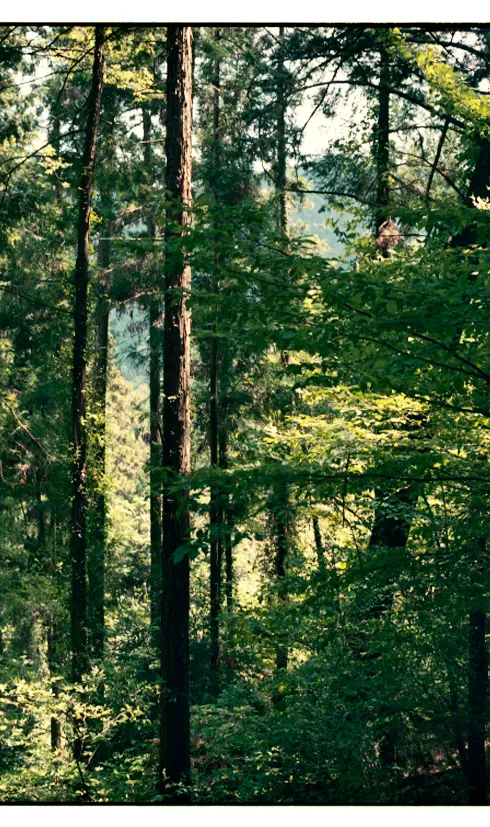 A scenic shot of Japanese woodland filled with tall leafy cedar trees.