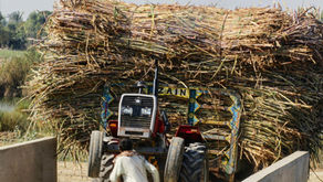 Remuneração favorável do etanol em relação ao açúcar determina planejamento dos produtores