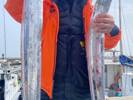 3月12日(日)太刀魚