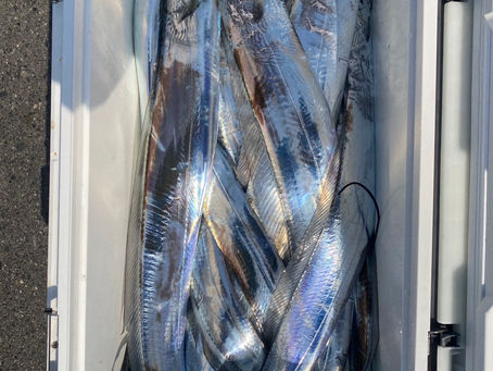 3月9日(木)太刀魚