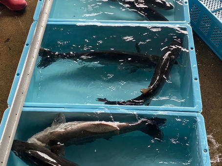 4月18日(火)シーバス