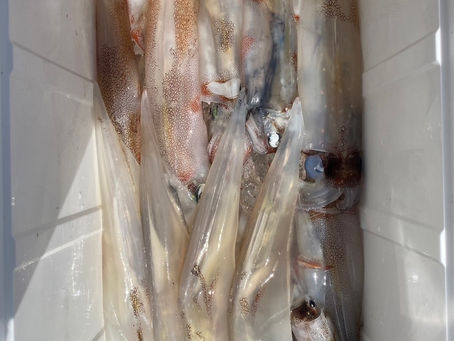 4月13日(木)ヤリイカ