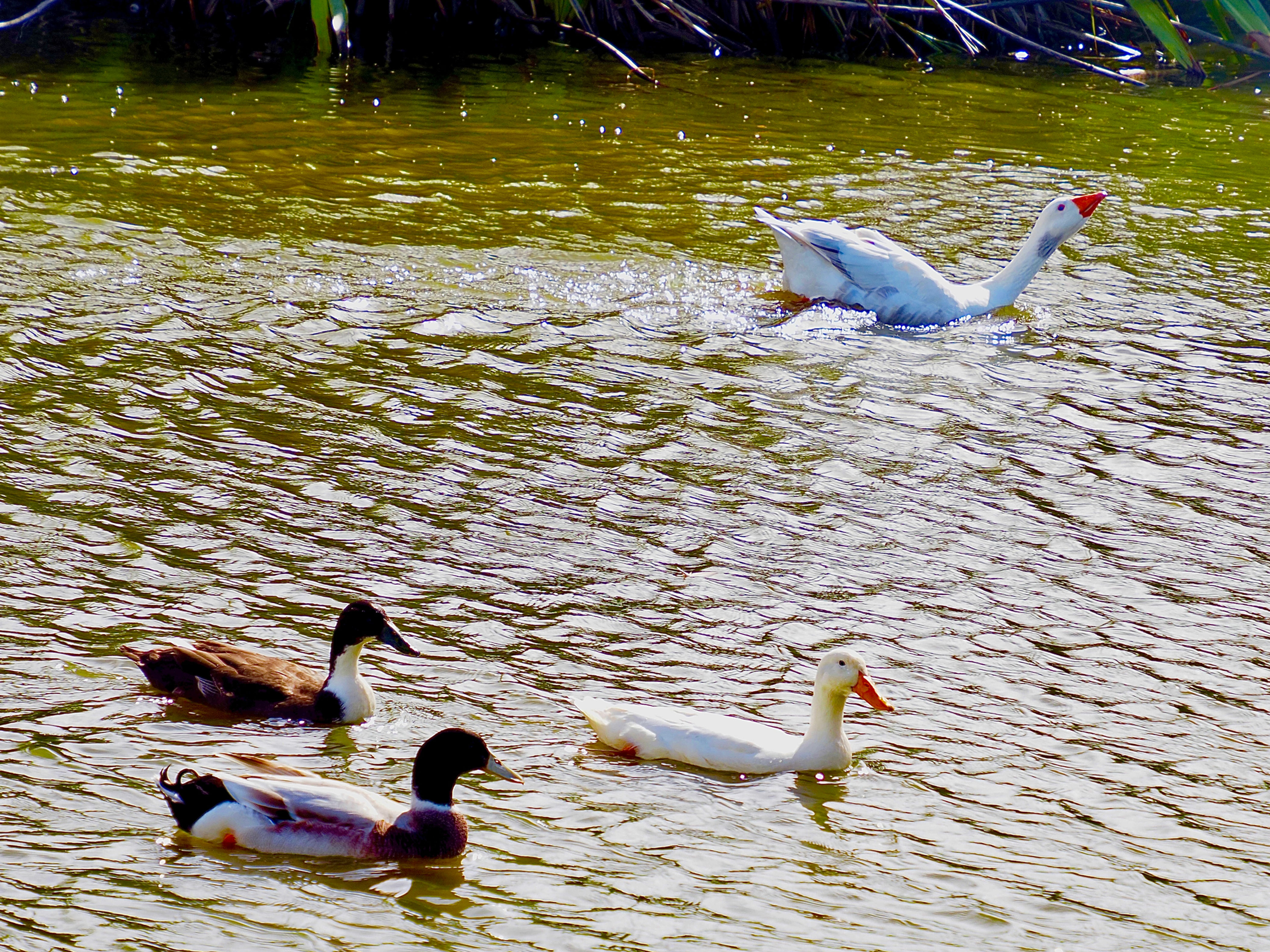Two Hybrid Mallard Ducks, A Goose and A Pekin Duck In A Pond
