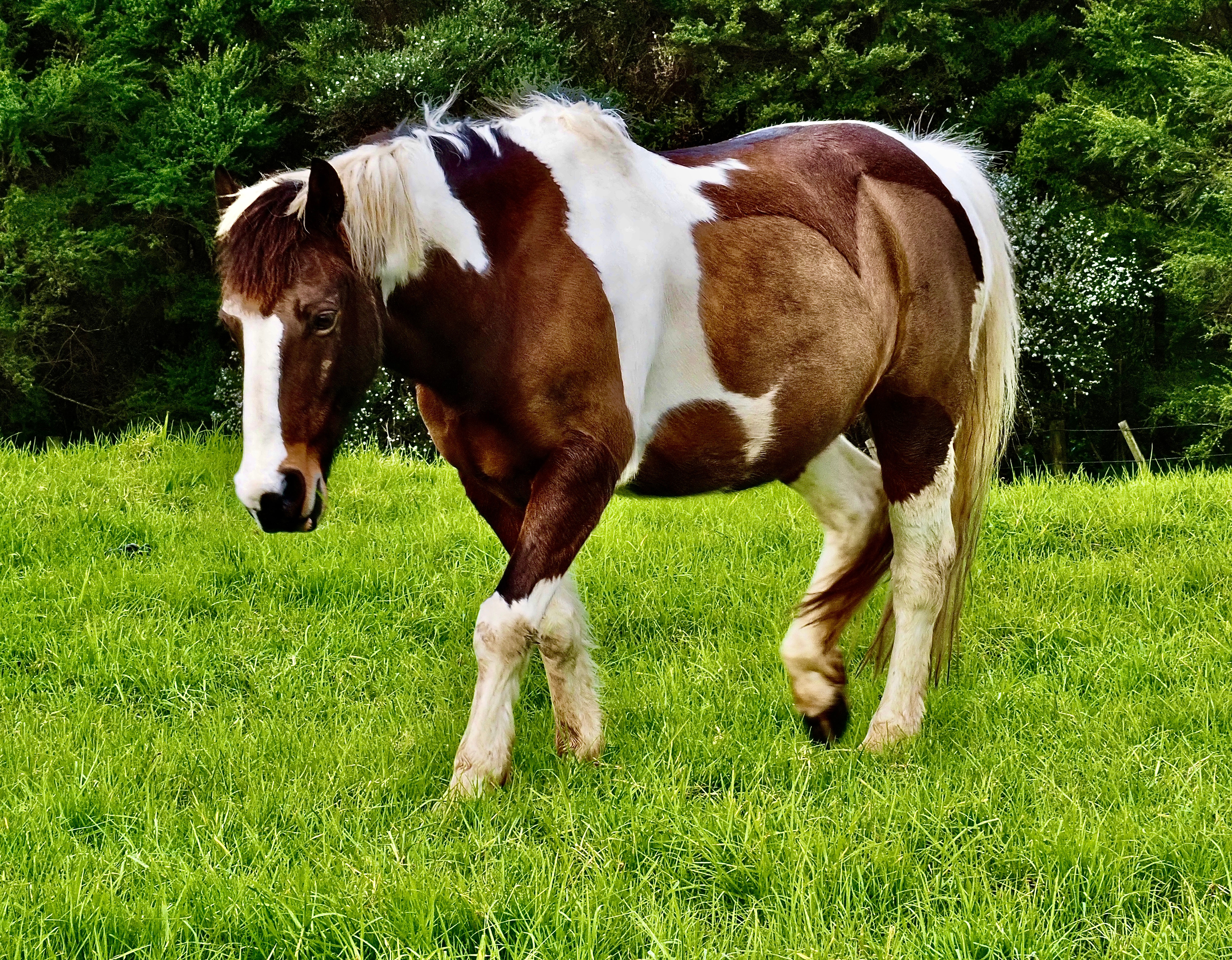 A Skewbald Horse Walking Up A Hill