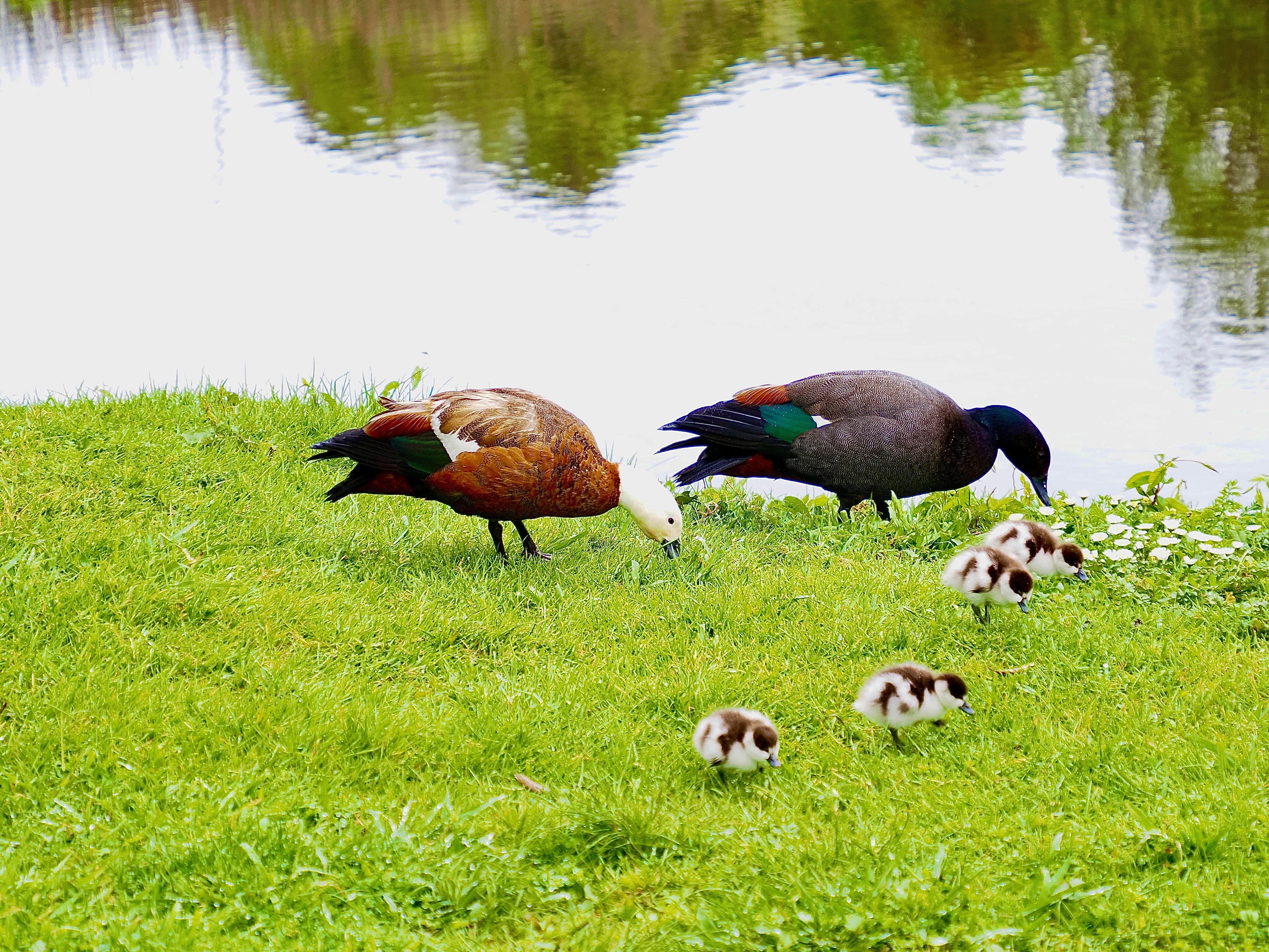 Two Paradise Shell Ducks With Their Ducklings