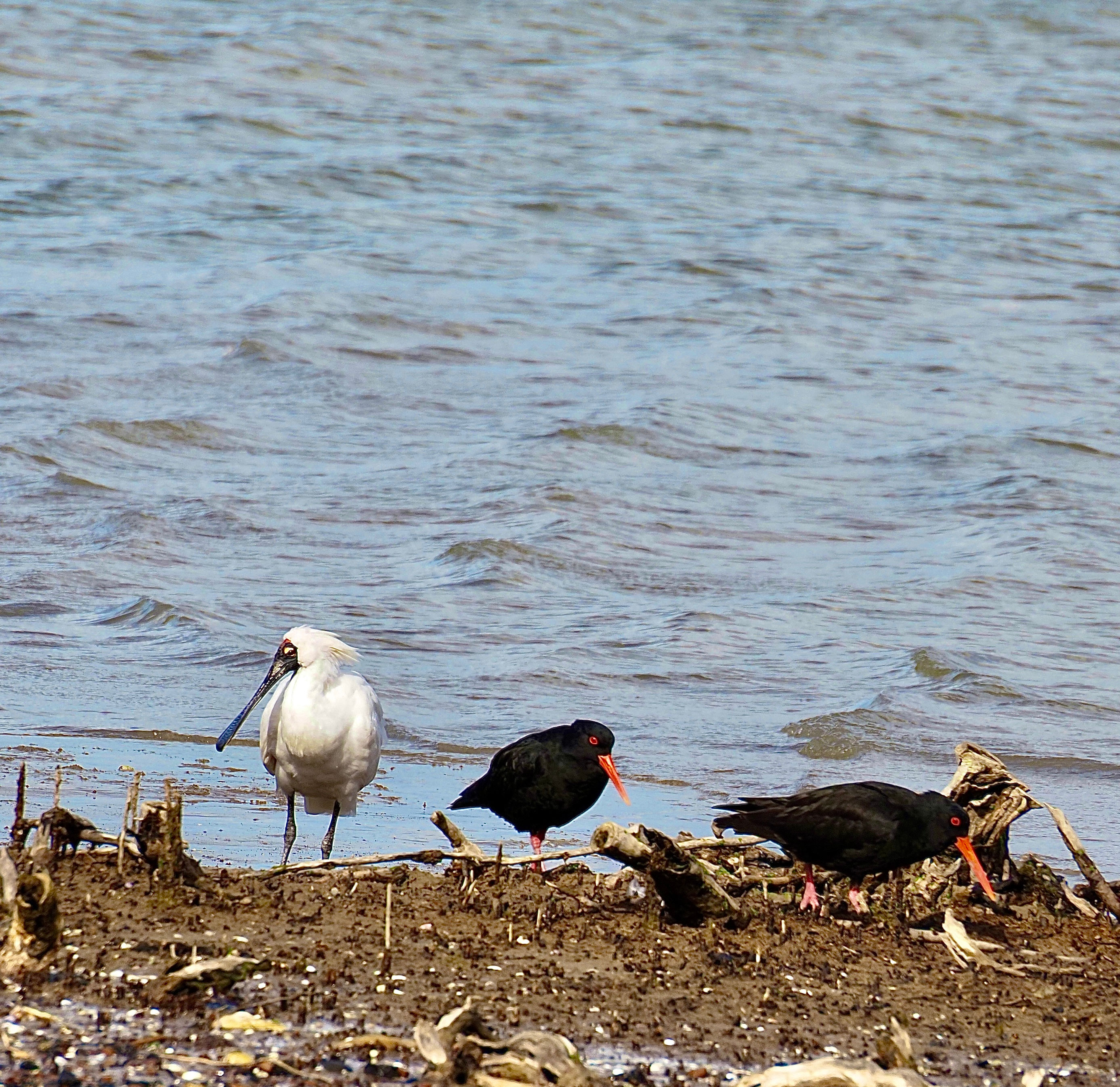 A Royal Spoonbill And Two Oystercatchers