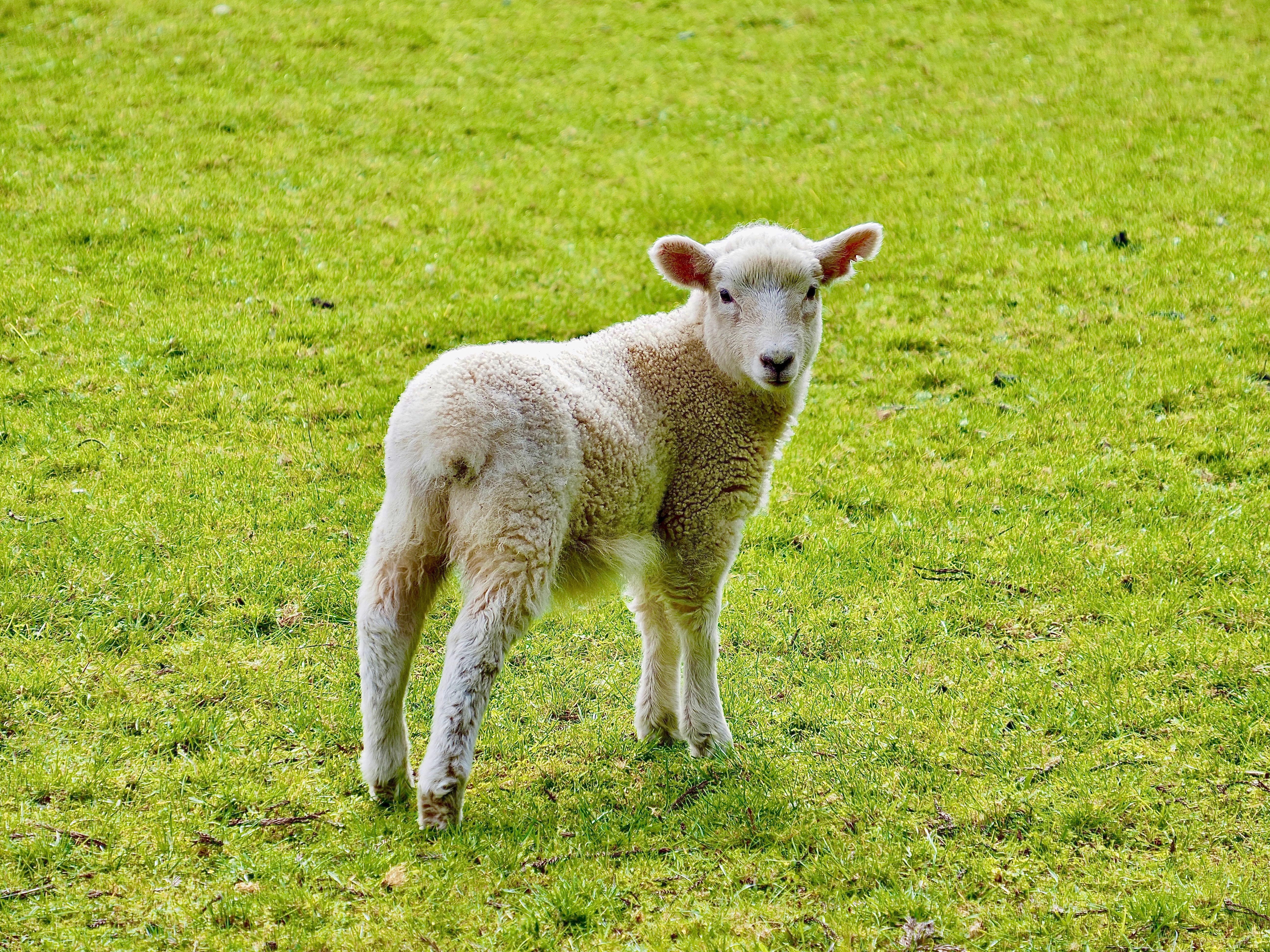 A Lamb Looking Behind Itself At Cornwall Park