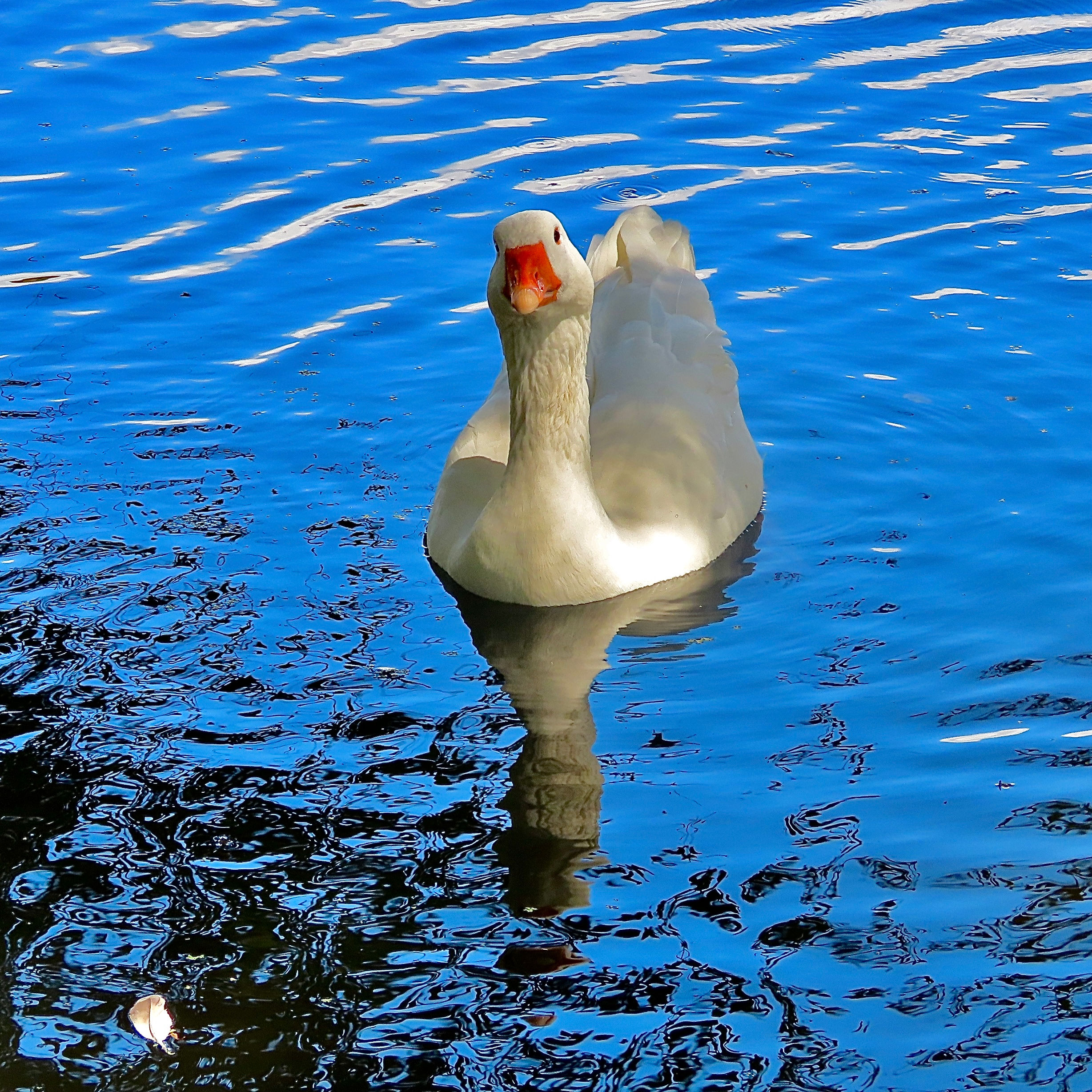 A Goose Floating On The Pond With His Reflection Showing