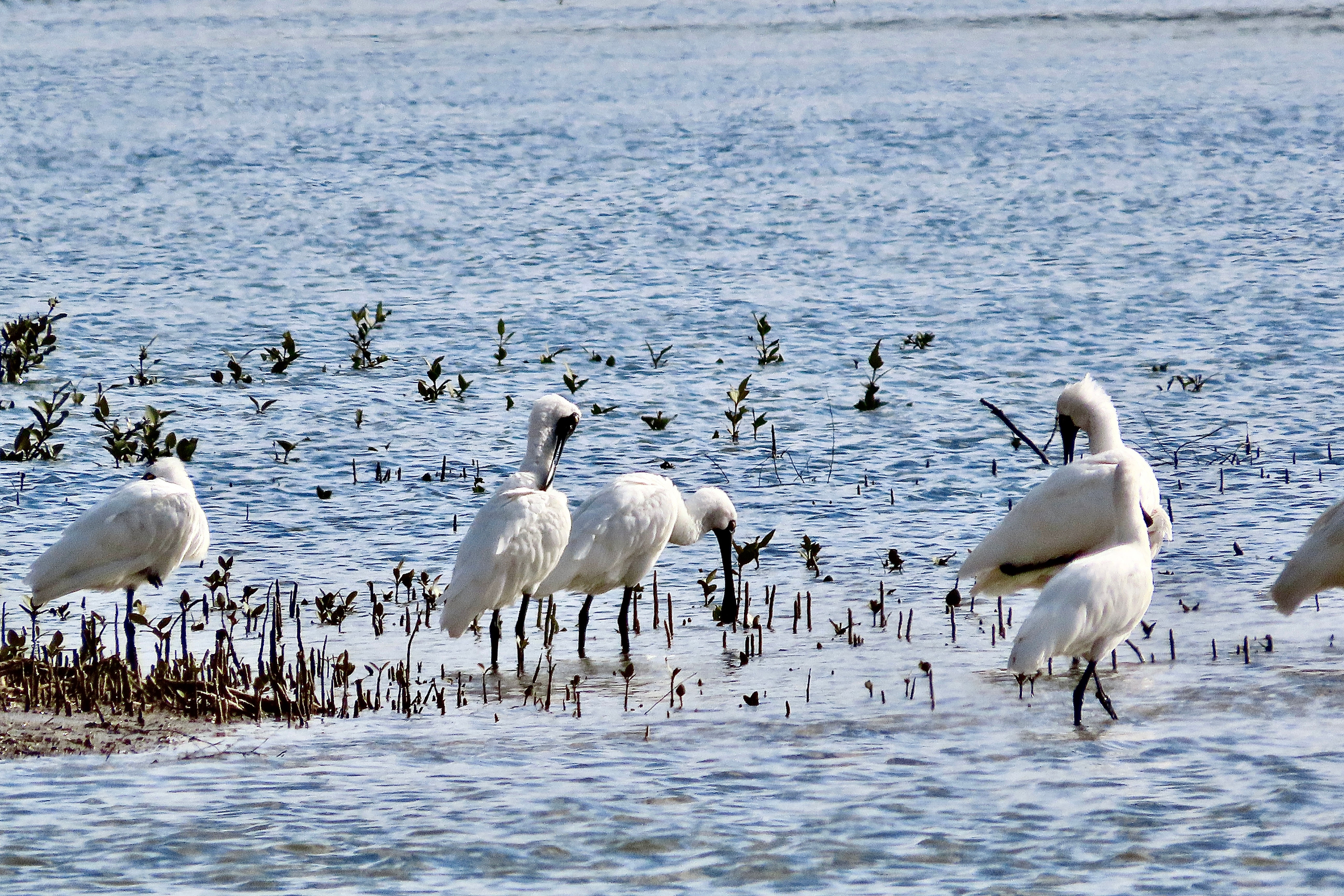 A Flock Of Royal Spoonbills In A Lagoon