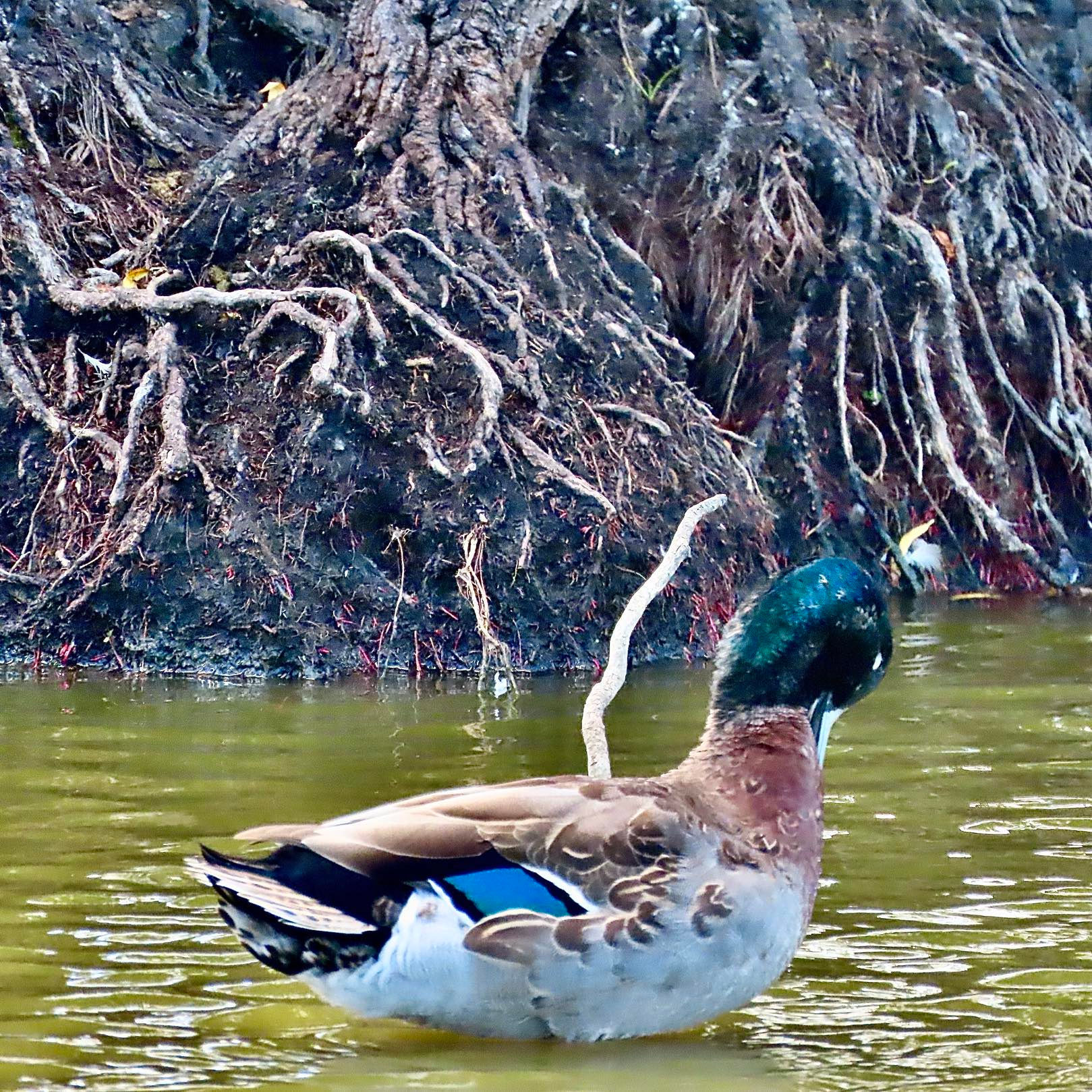 A Drake With His Beak Flat on His Chest