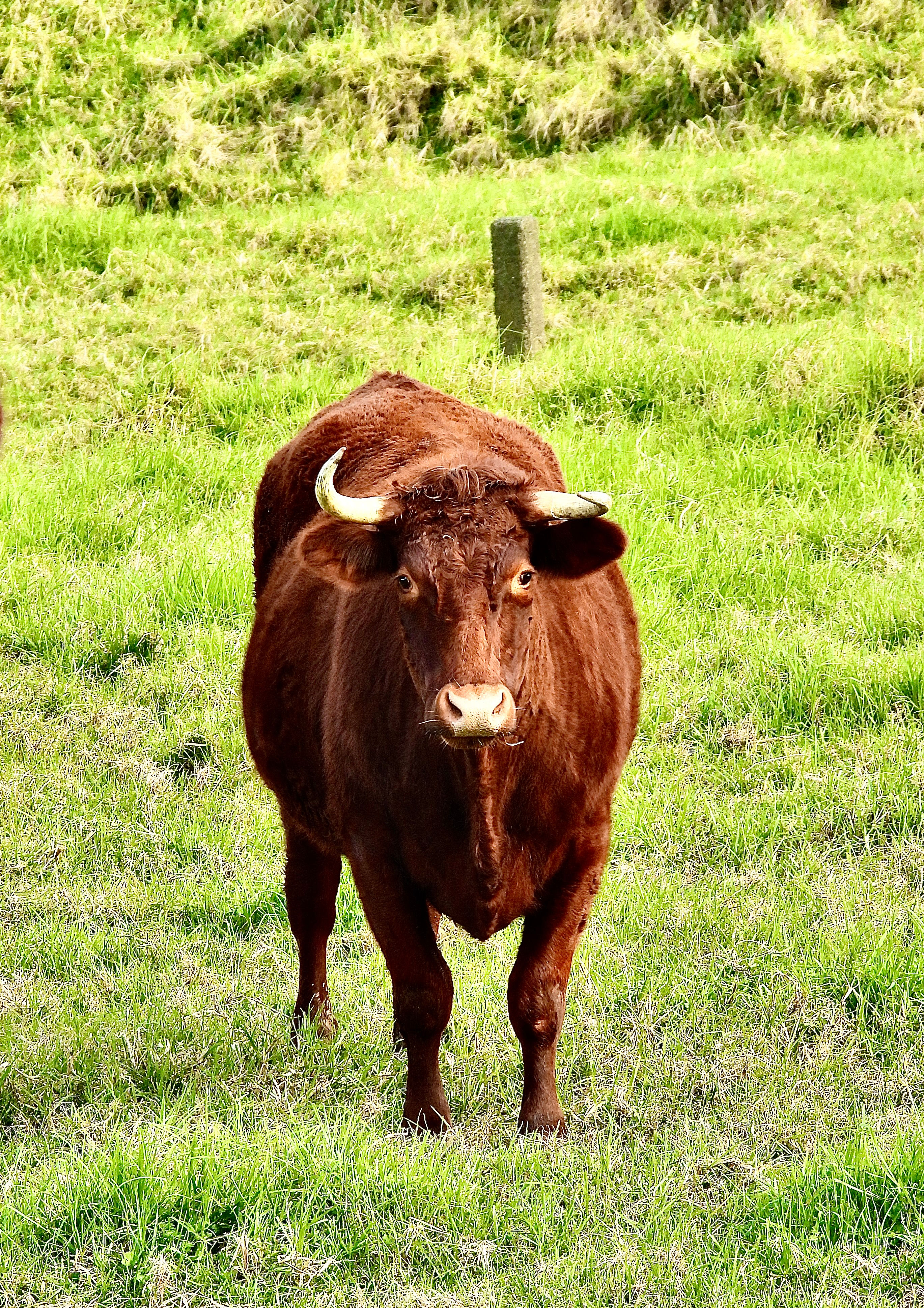 A Close Up Shot Of A Bull Looking At The Camera