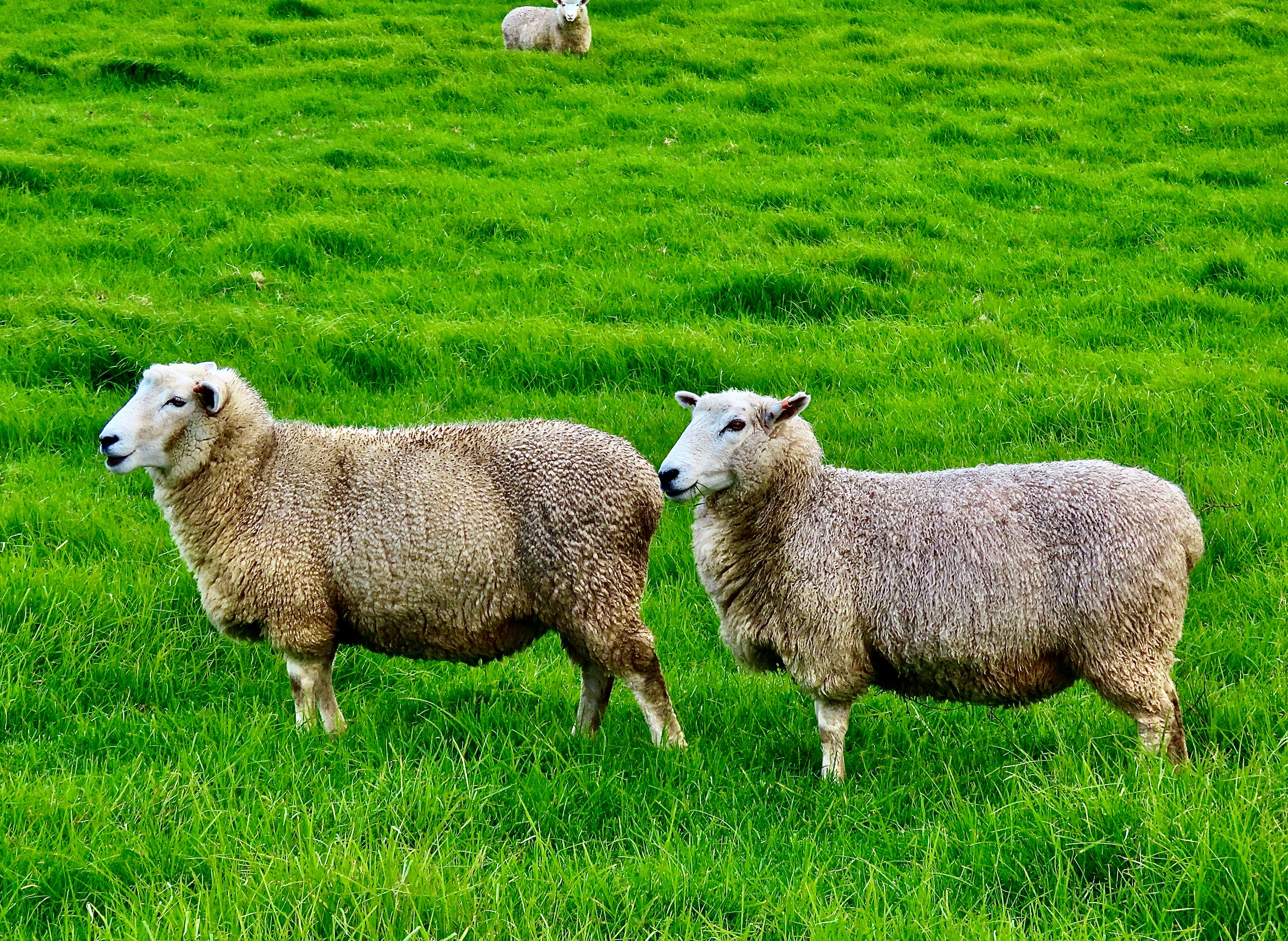 Two Sheep Standing Side on in A Row