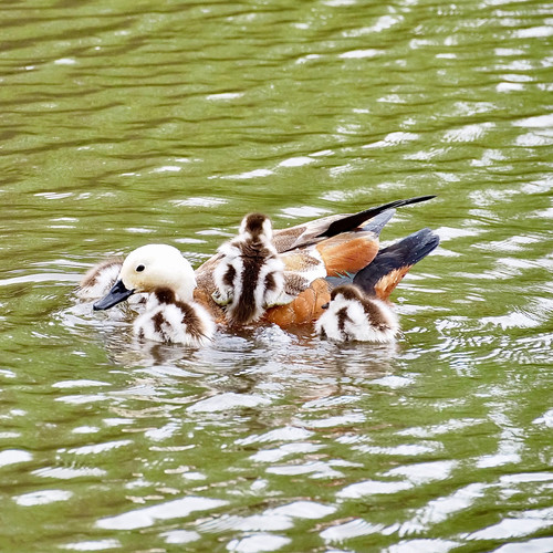 A Paradise Shell Duck With Her Ducklings | Nature And Niche