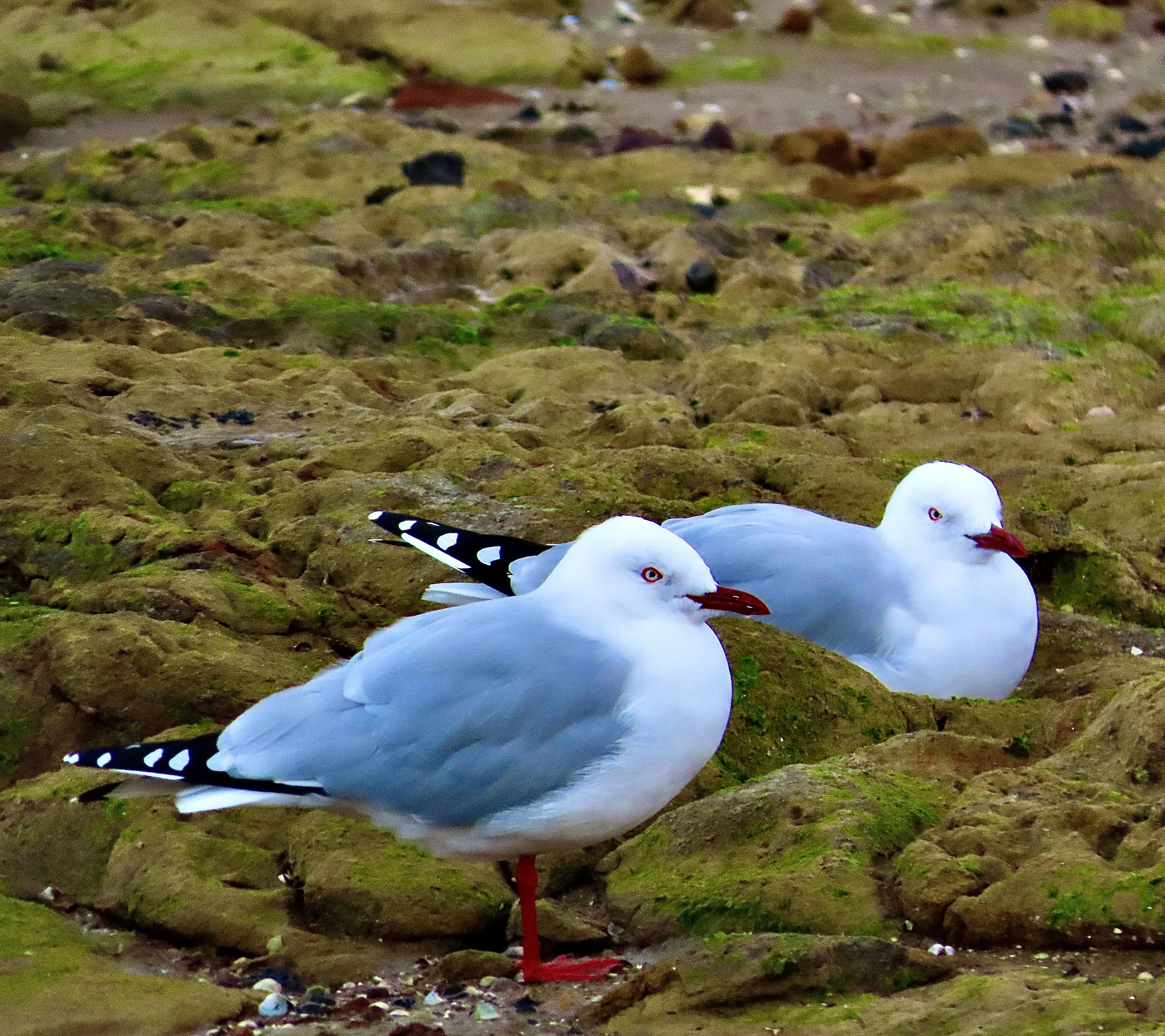 A Close Up Of Two Red Billed Gulls Sitting and Standing On Rocks