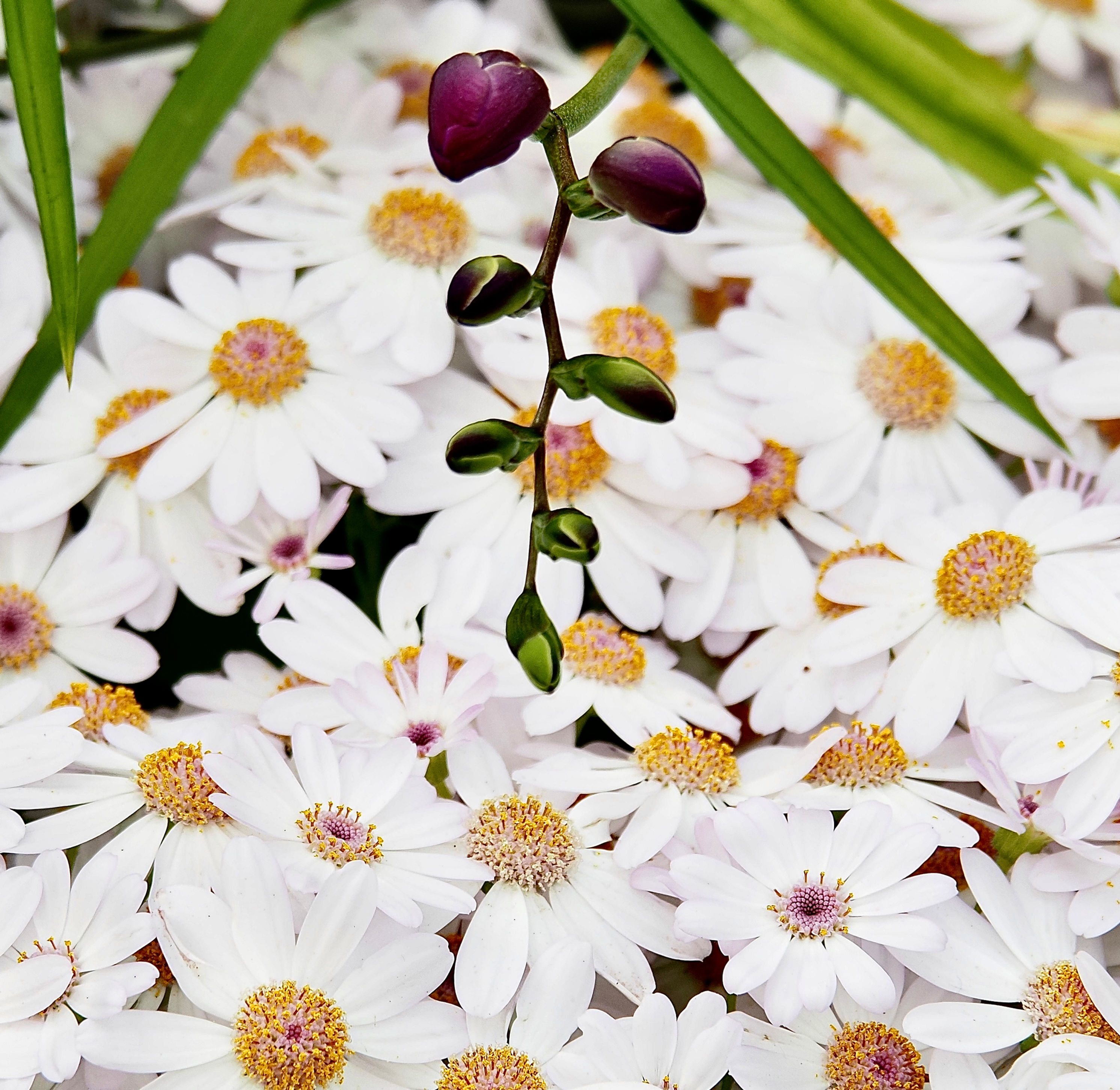 A Close Up Of A Cluster Of White Flowers With Seedlings And Leaves Above