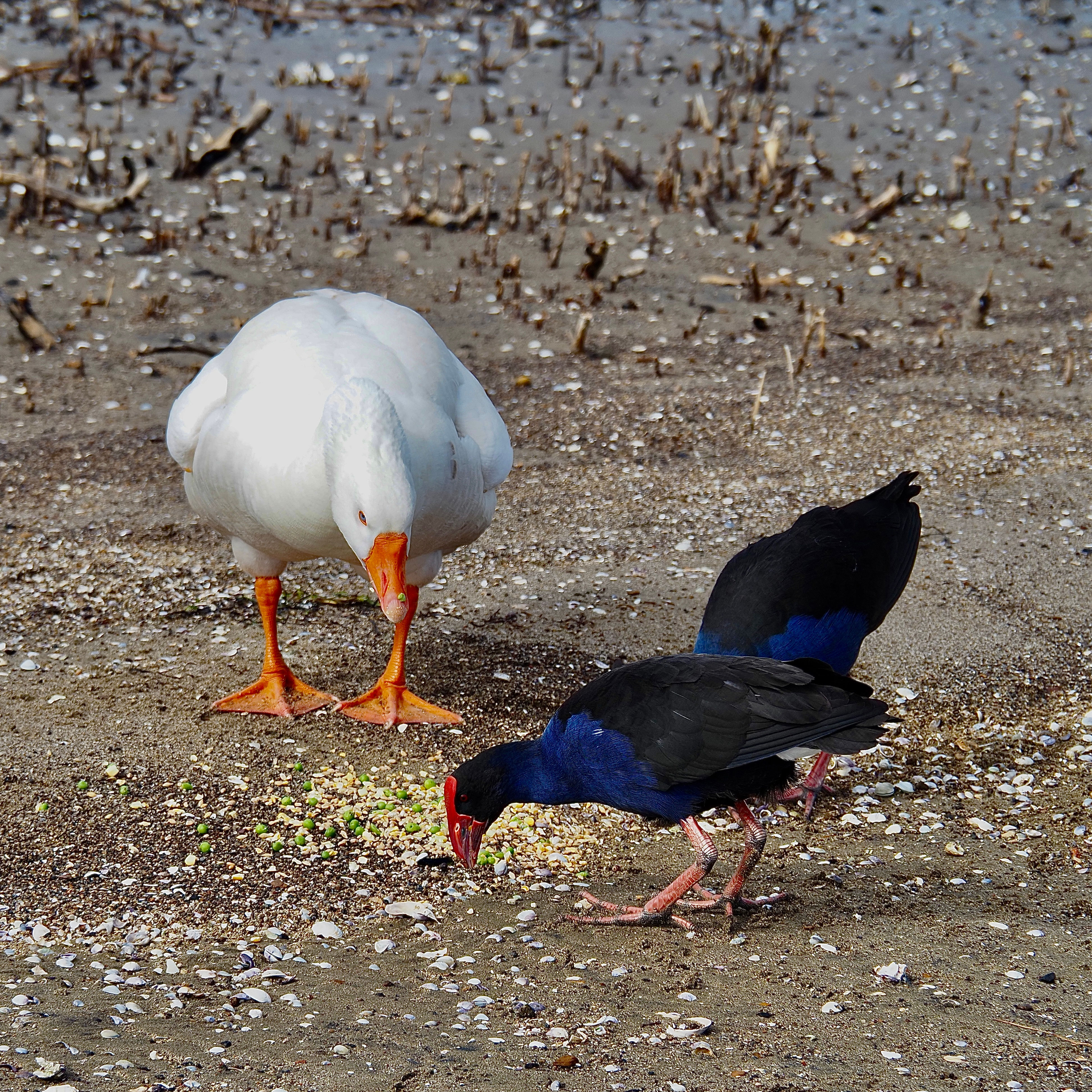 A Goose Looking Over At Two Pukekos while They Eat