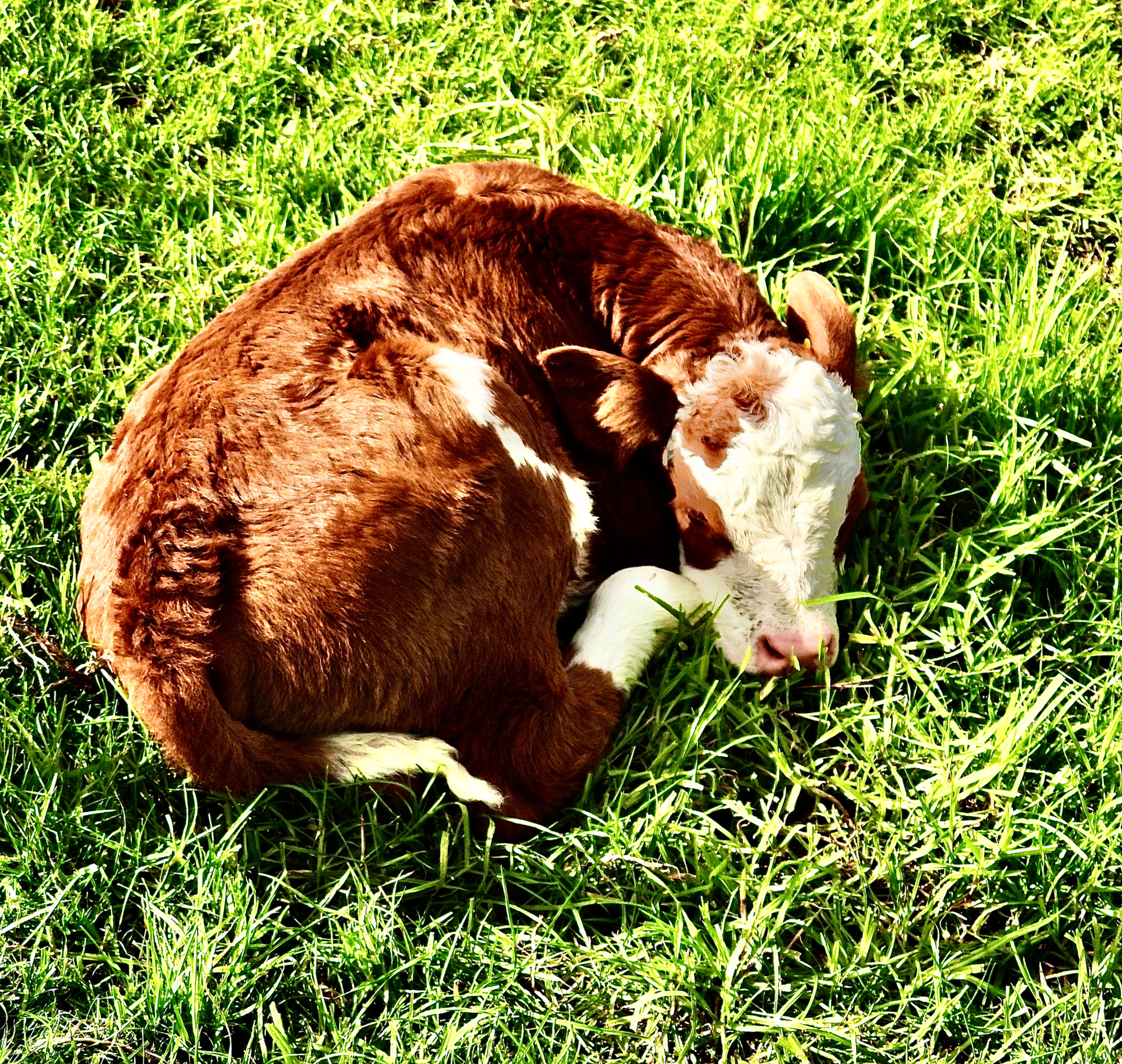 Looking Down At A Calf Having A Nap At Cornwall Park