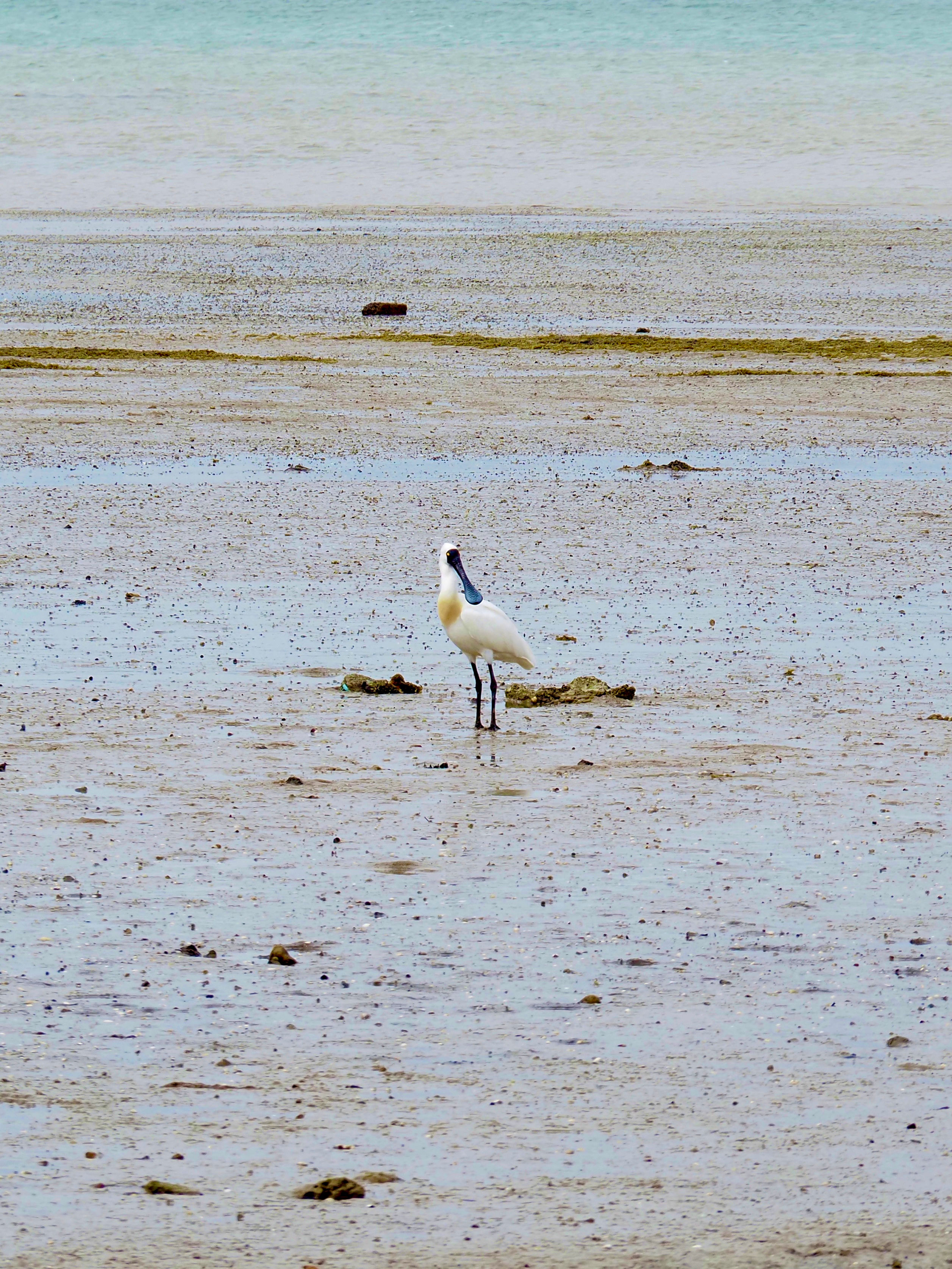 A Spoonbill Standing On The Beach