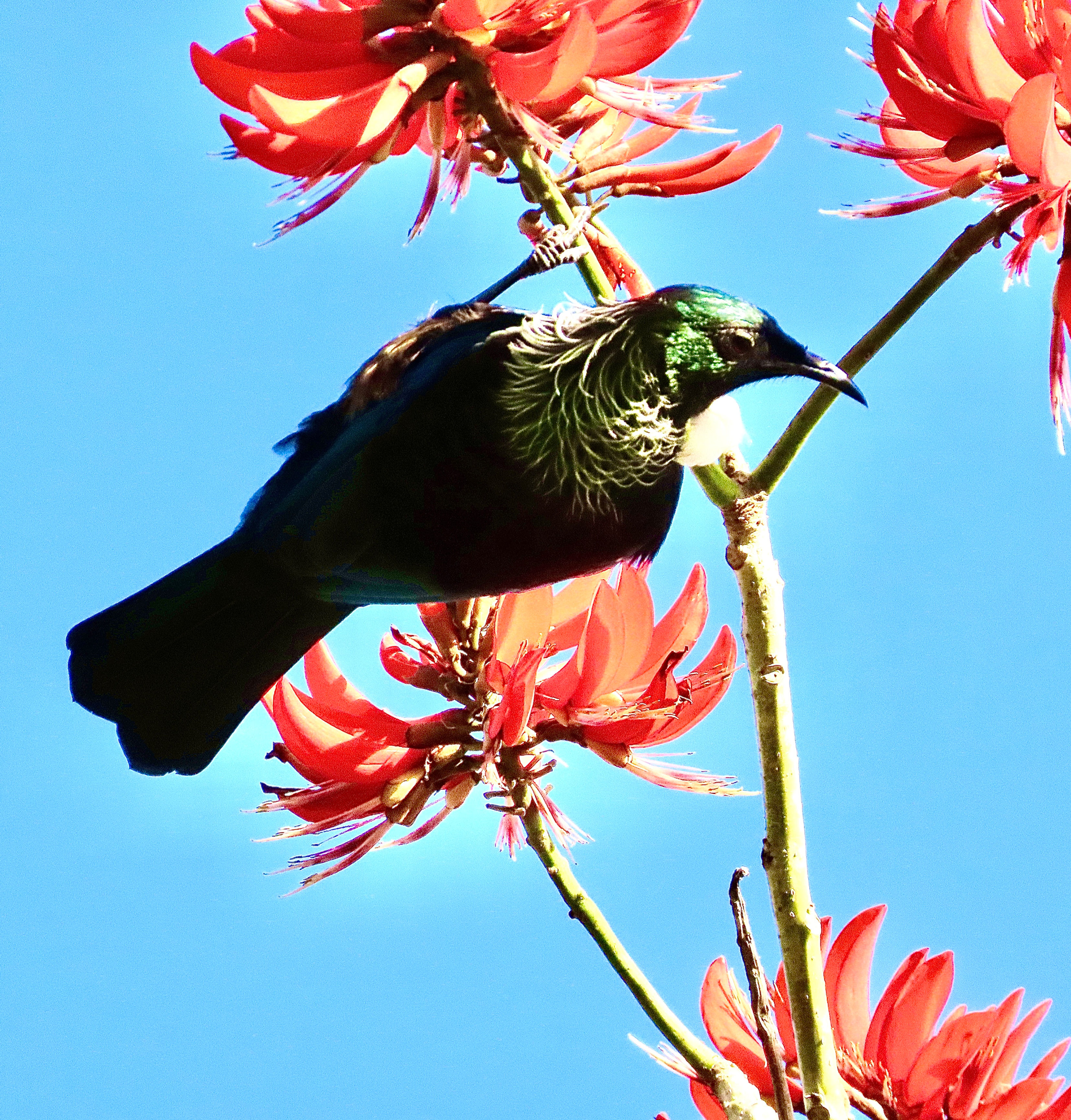 A Tui Perched On A Coral Tree