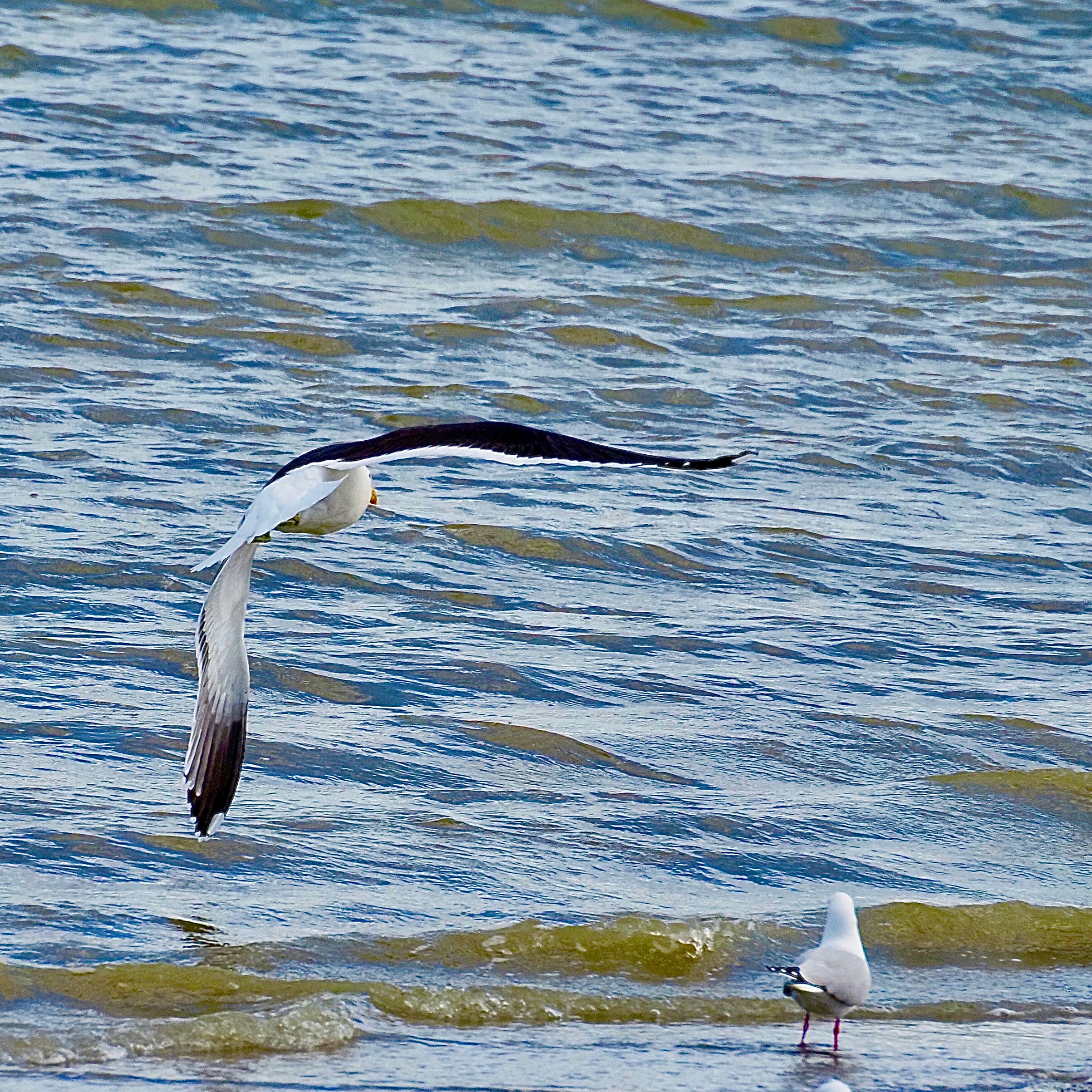 A Red Billed Gull Coming In To Land