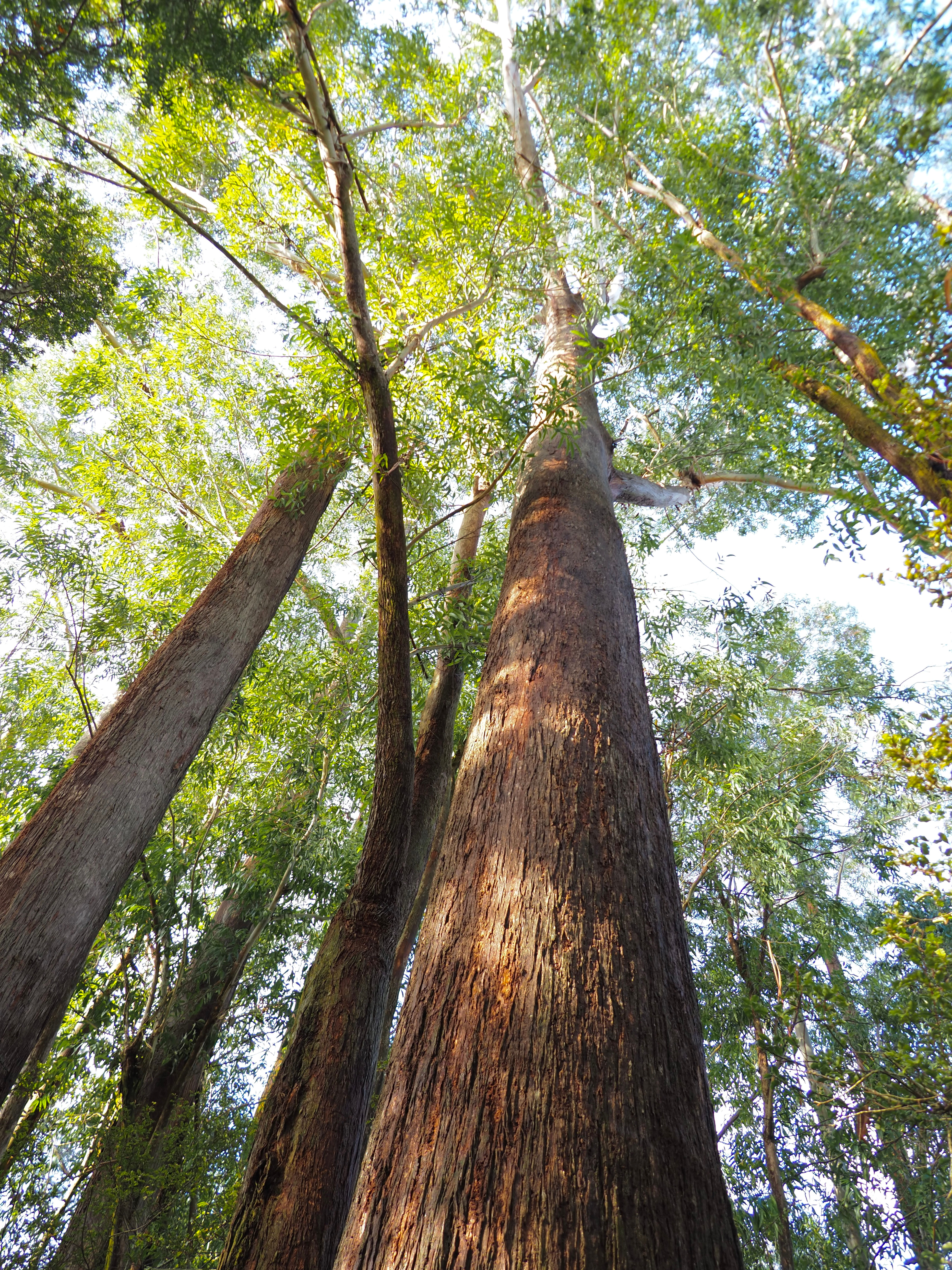 Mature Eucalyptus Trees Side By Side In Millwater