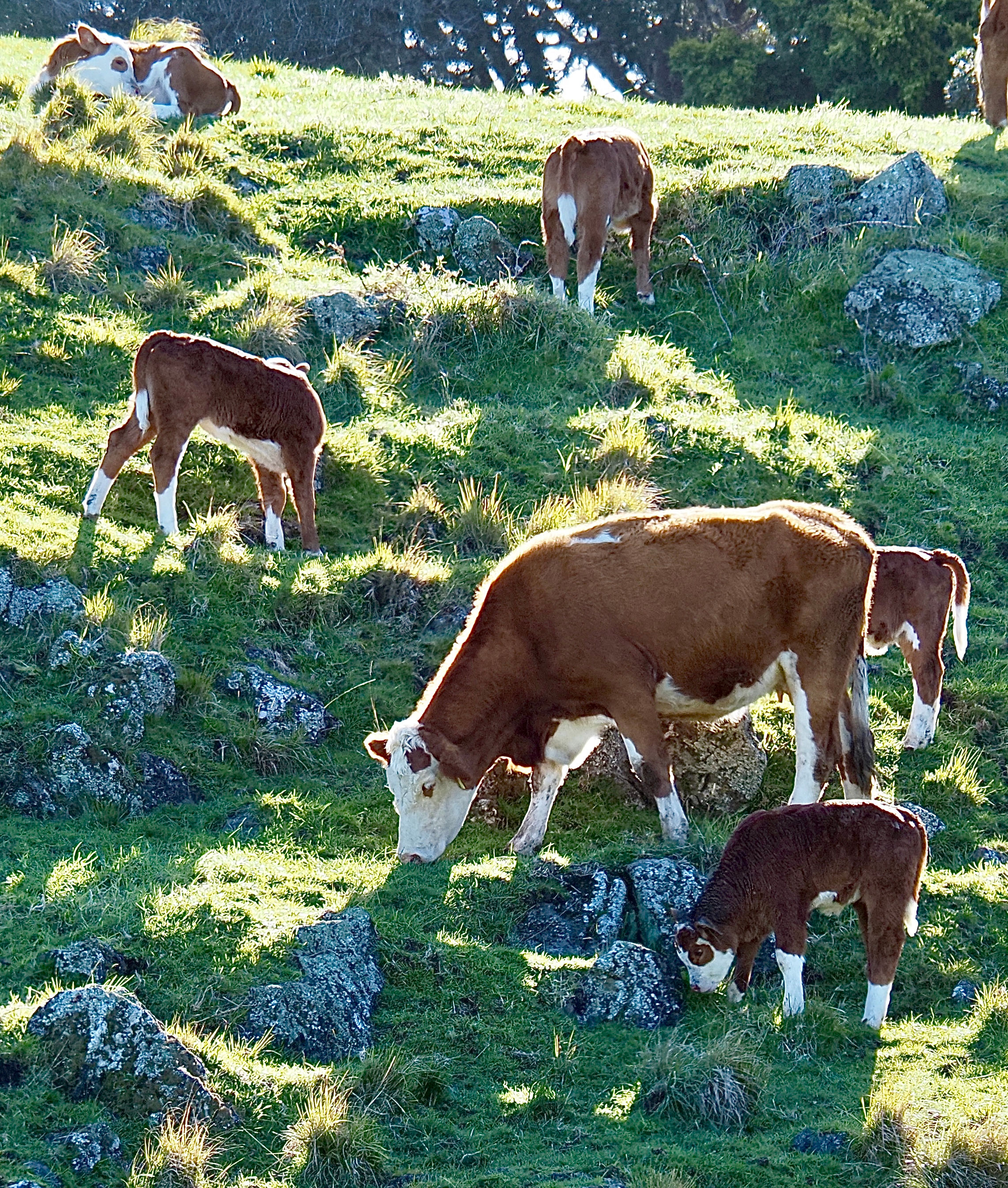 A Cow and Four Calves Grazing on a Rocky Hill
