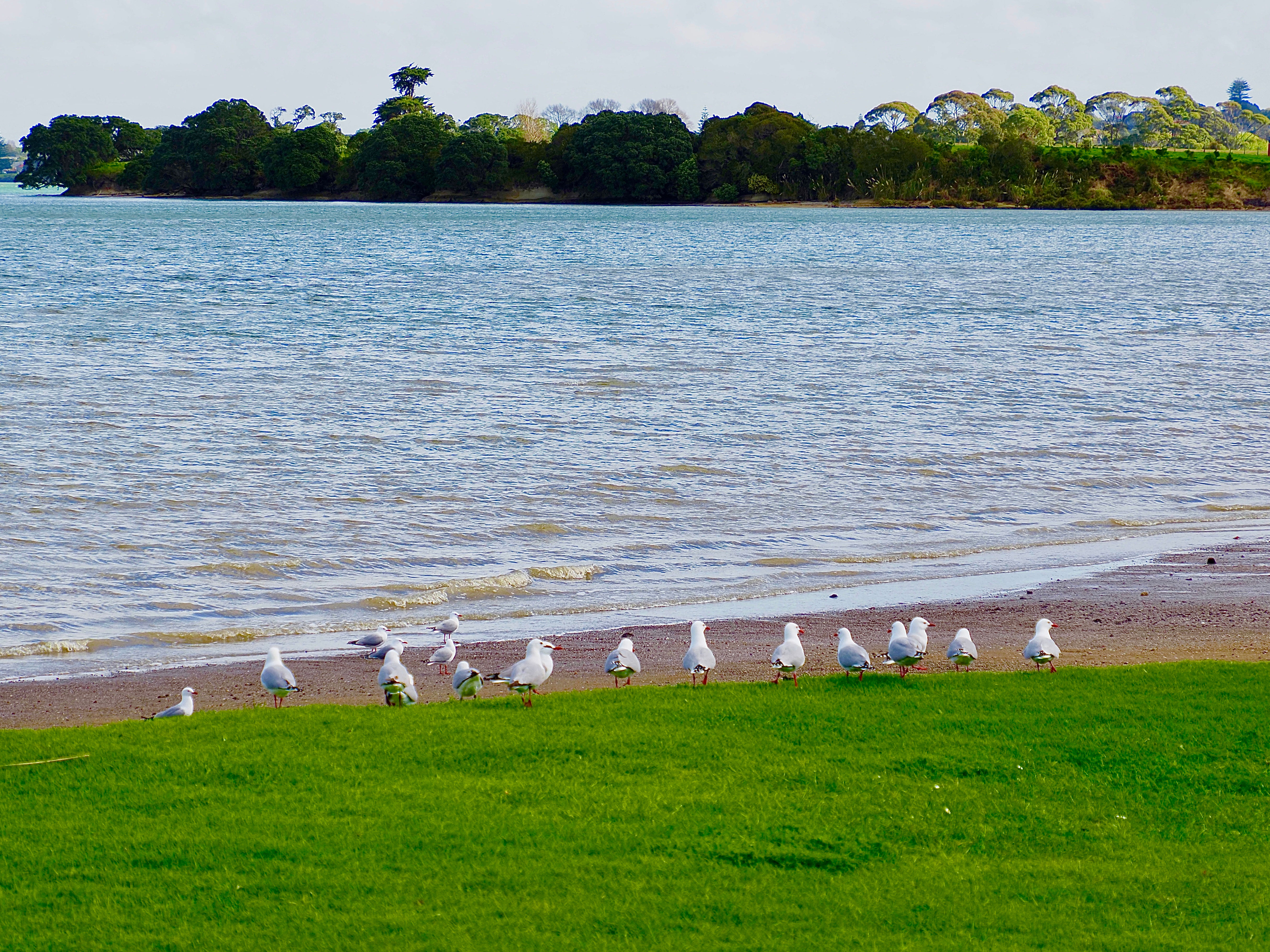 Red Billed Gulls Lined Up With The Beach In Front