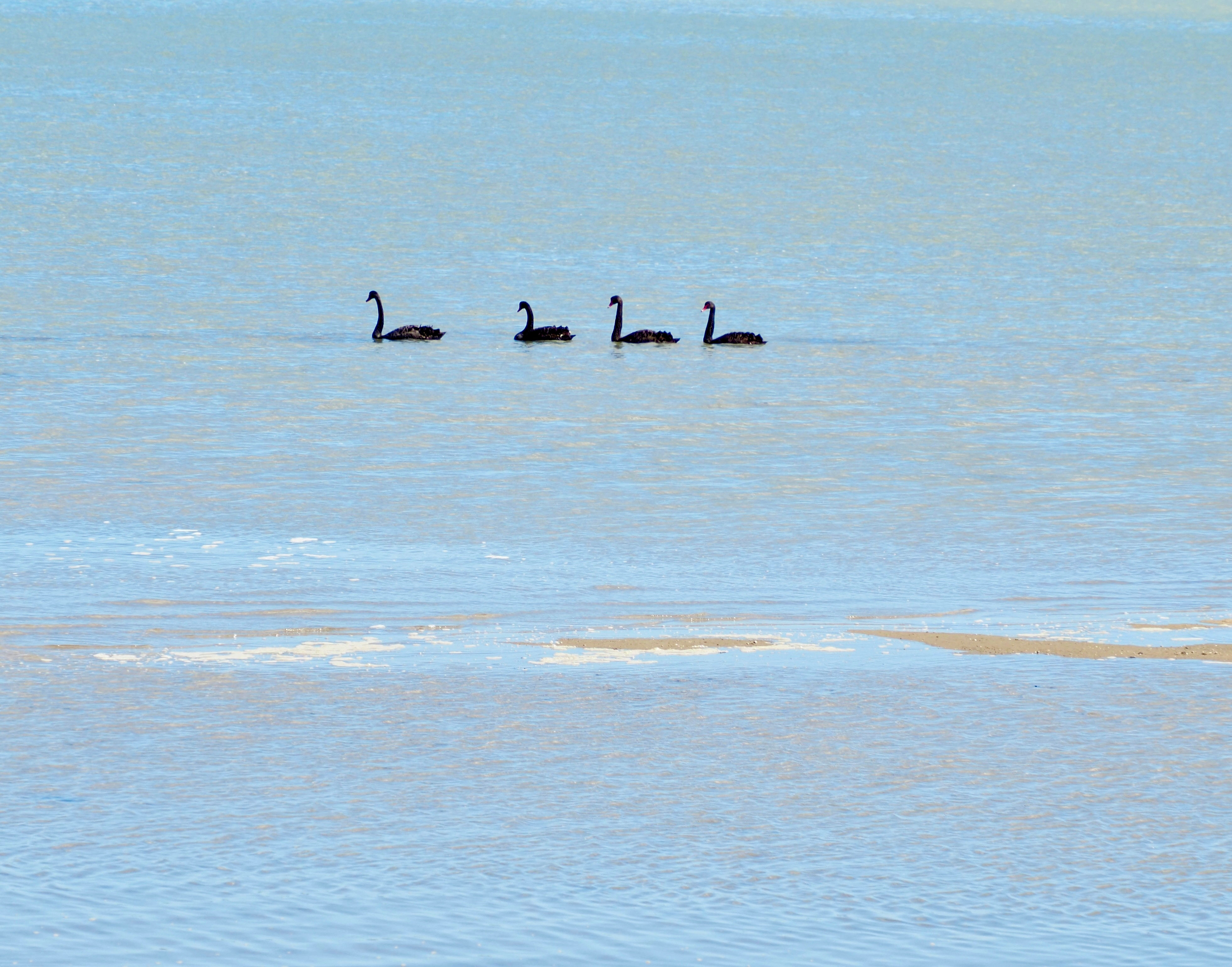 Four Black Swans Swimming In A Row