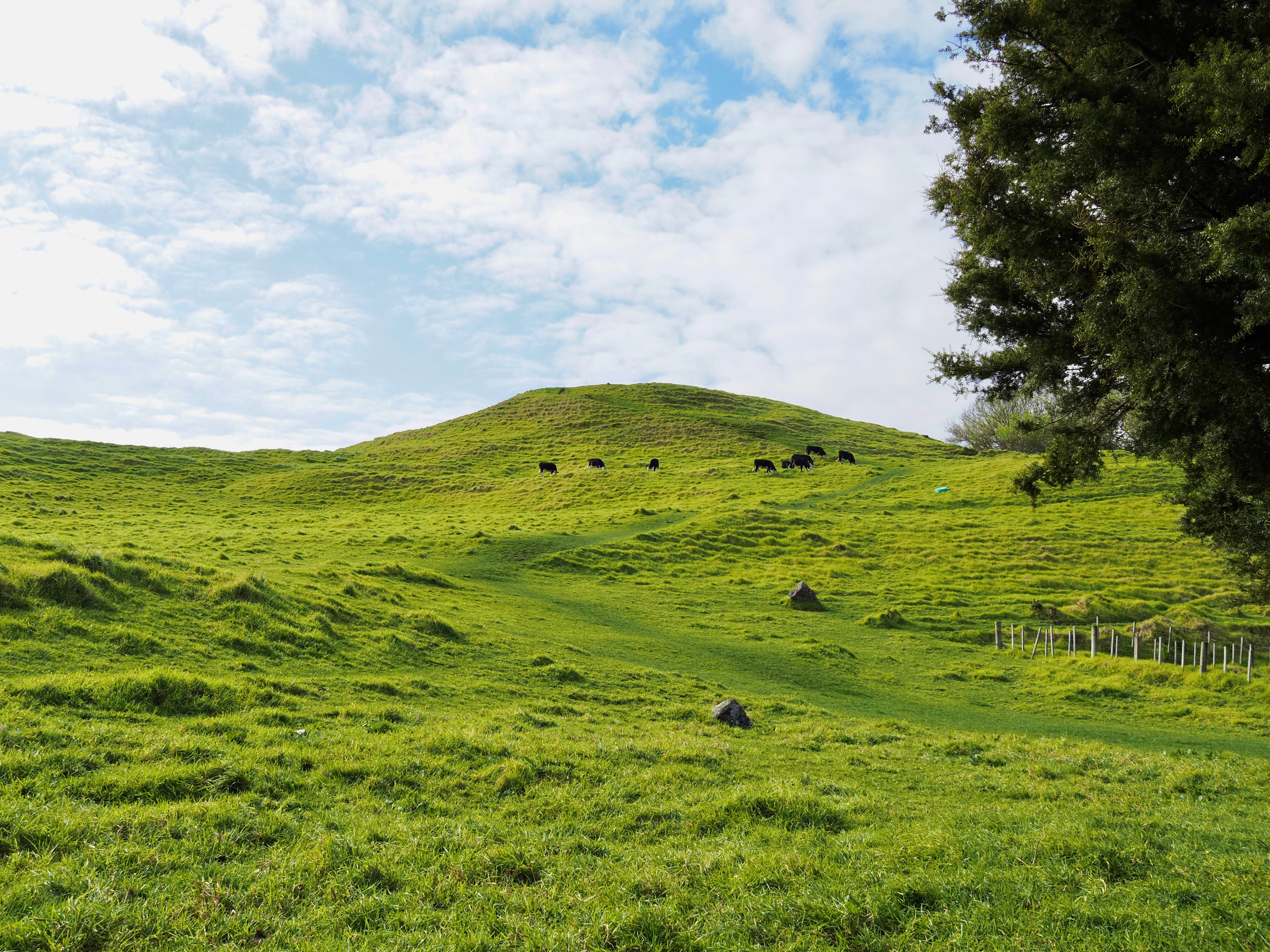 Mt Taylor In Auckland With Cows Grazing In The Distance