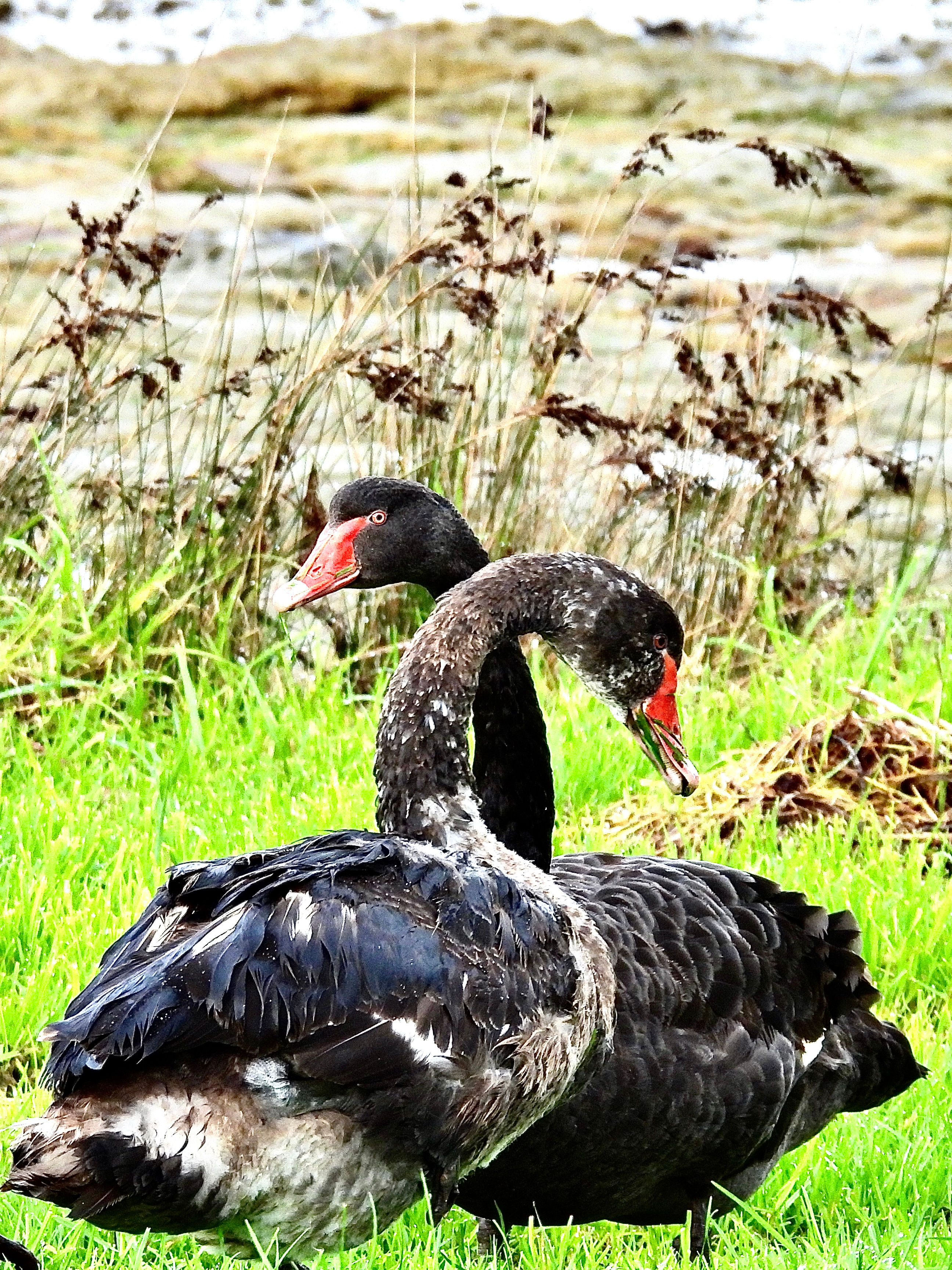 Two Cygnets Almost At Adulthood
