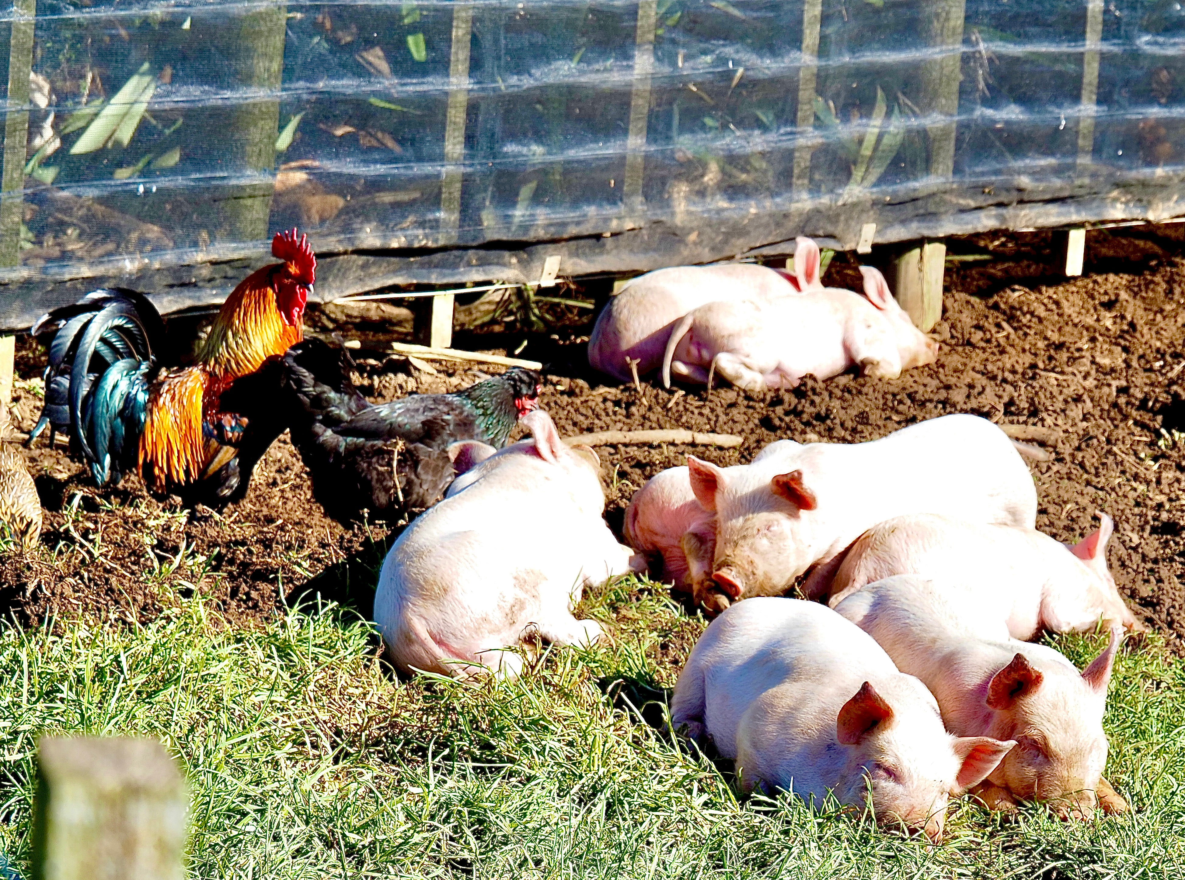 Piglets Asleep Close Together in Some Mud With Two Chickens