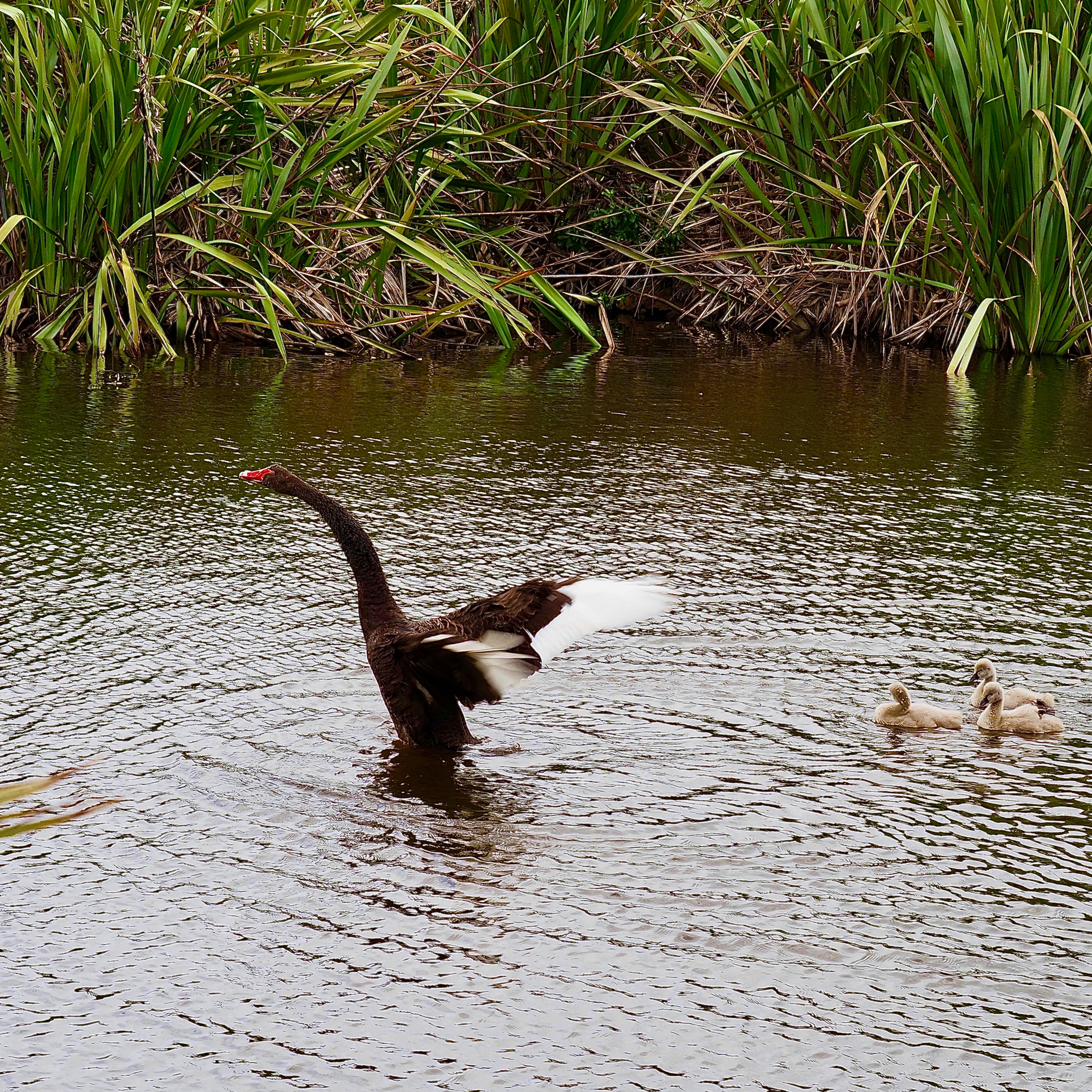 A Black Swan Showing Dominance In A Pond