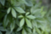 AdobeStock_14542282.jpeg
