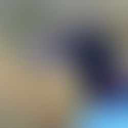 Pets are pawsome: How our furry friends bring positivity to our lives